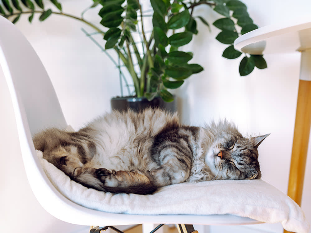 Your Cat's Eight Nap Spots Are a Map. The Cat Who Stops Moving Is the Worry.