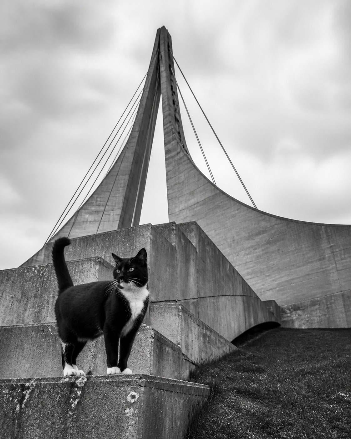 The Cat Is the Trojan Horse: How Cats of Brutalism Sells Concrete