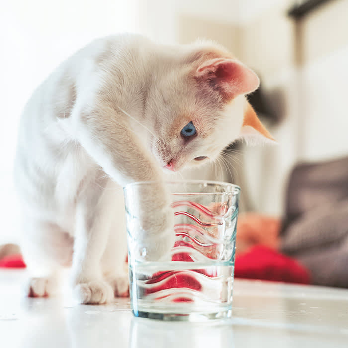 The Paw in the Water Glass Is 10,000 Years of Instinct