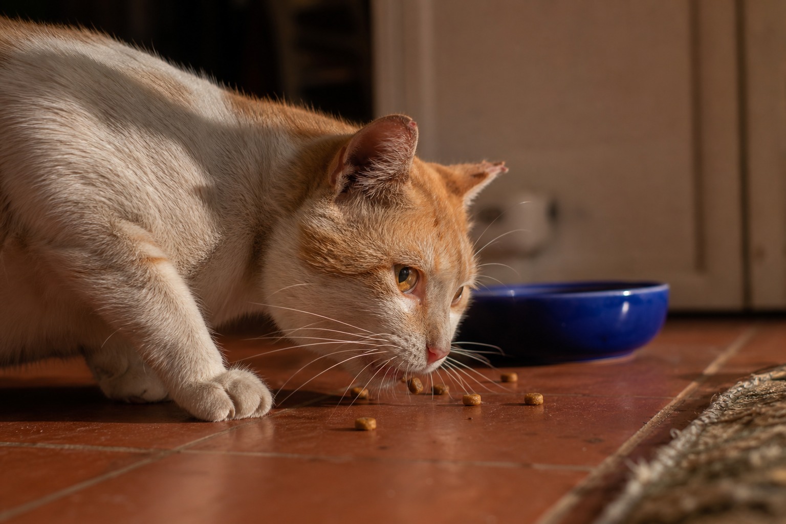 Your Cat Isn't Being Weird. Your Bowl Is