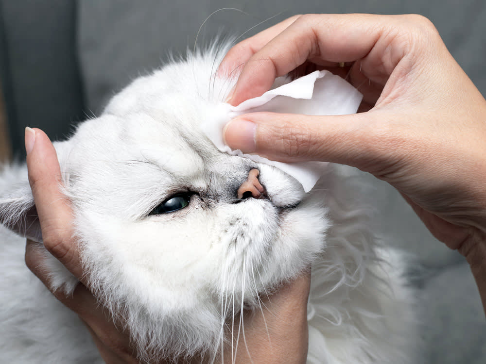 Your Cat's Pink Eye Probably Isn't an Infection You Can Cure. It's a Flare