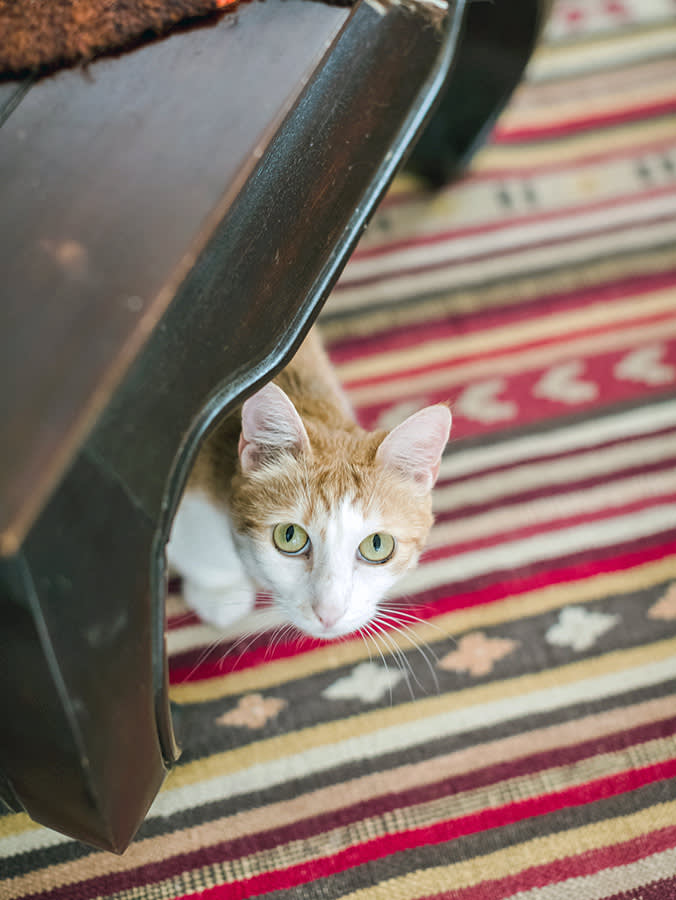 Your Cat Pooping on the Carpet Isn't Spite. It's a Message You Rule Out in Order
