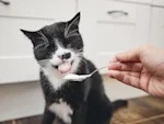 Most Cat 'Probiotics' Are Selling You Hope. Buy the Strain, Not the Label.