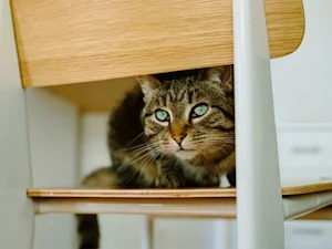 Your Home Is Full of Cat Hazards. Fix the Deadly Ones First.
