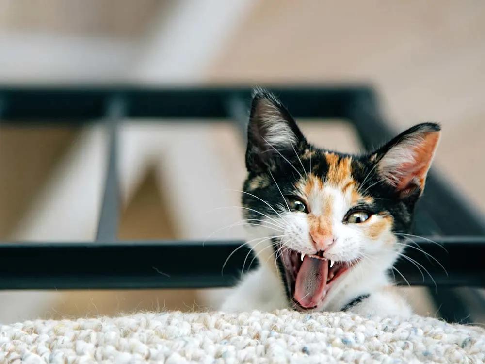 The Study Says Your Cat Is a Psychopath. Read the Questions.