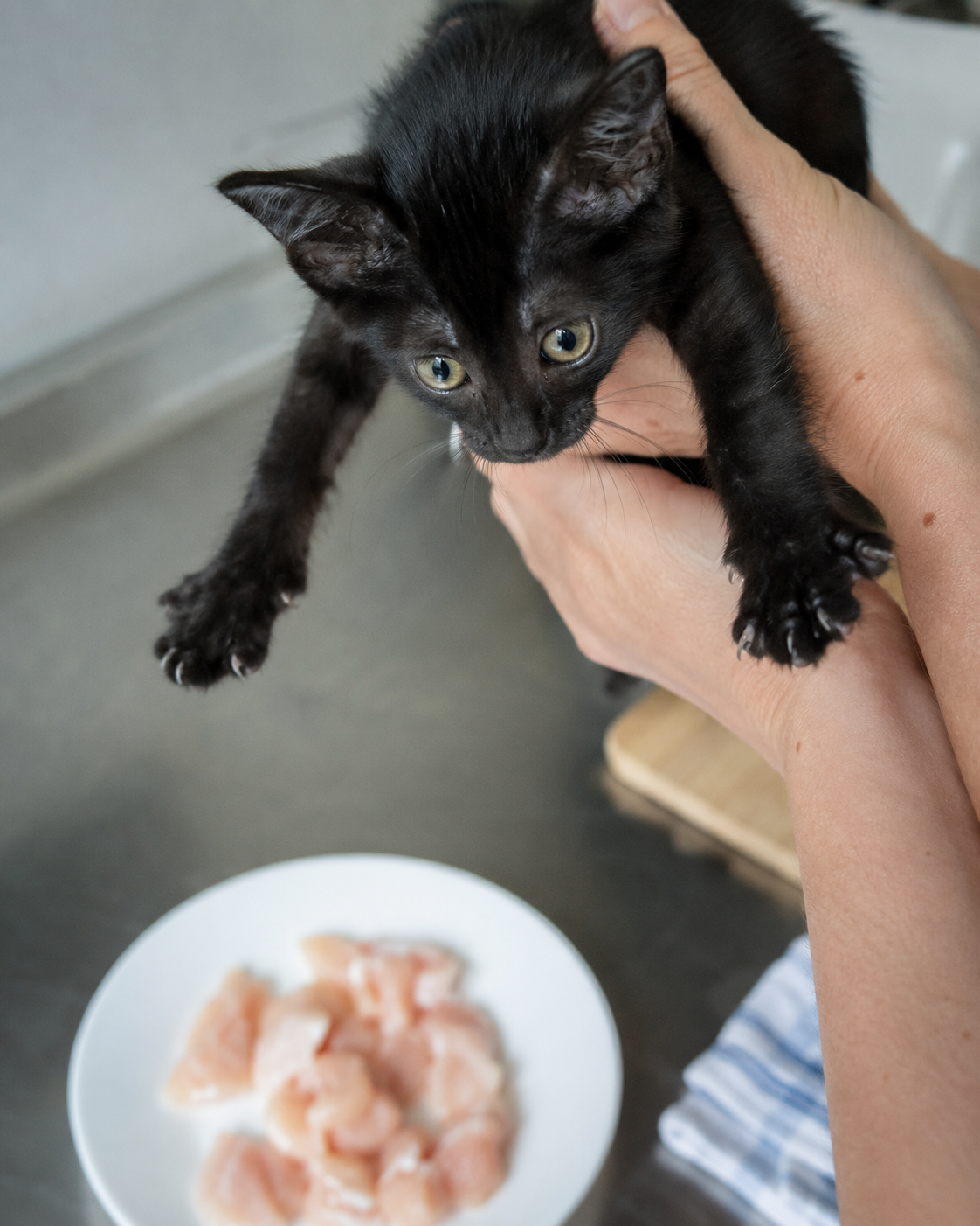Raw Chicken for Cats Got Measurably More Dangerous