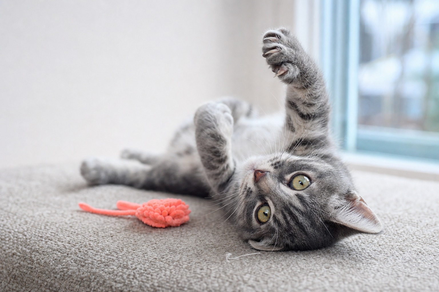 Cat Scratch Fever Isn't a Rock Song. It's a Real Infection (You Still Don't Need to Panic).