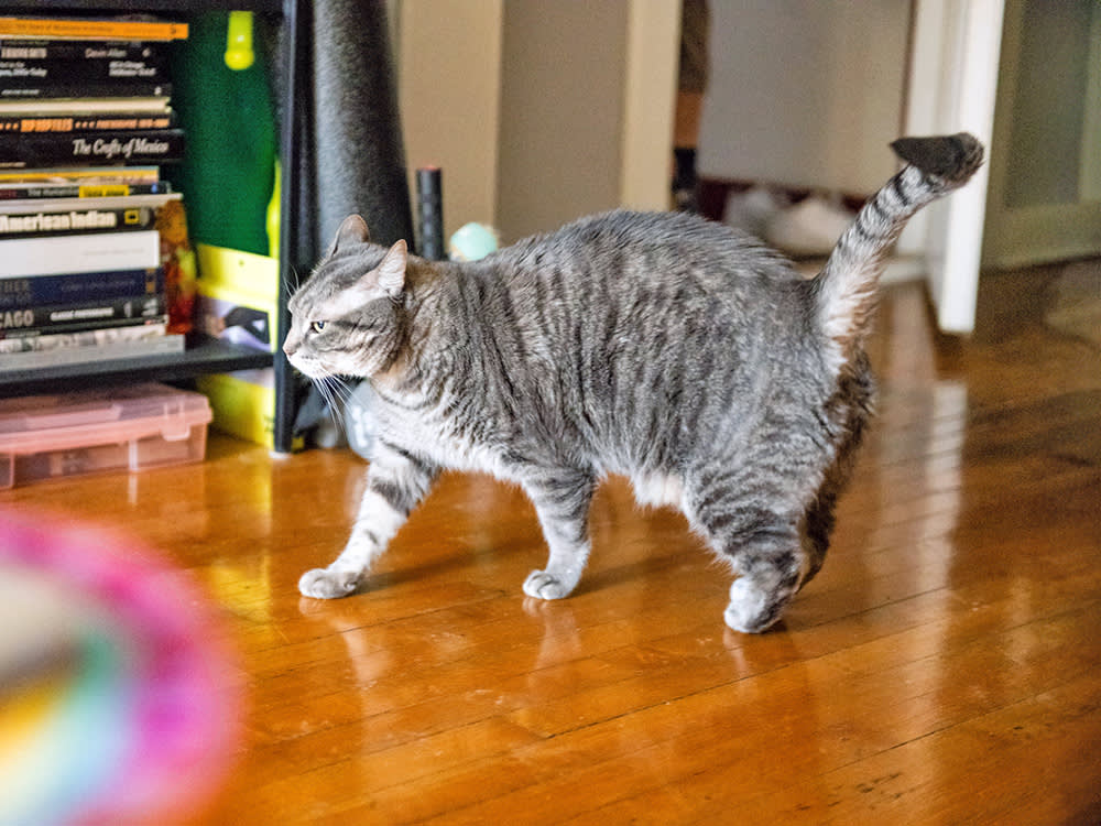 The Sideways Cat Crab-Walk Looks Alarming. It's Almost Always a Bluff