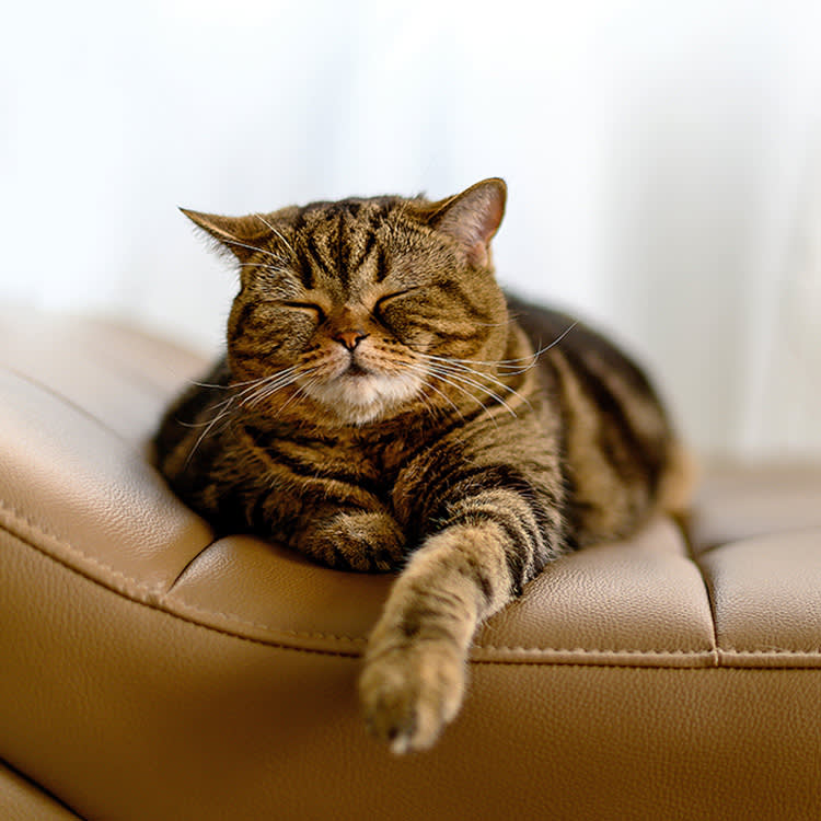 Your Cat Sleeps Sitting Up Because Part of It Never Clocks Out