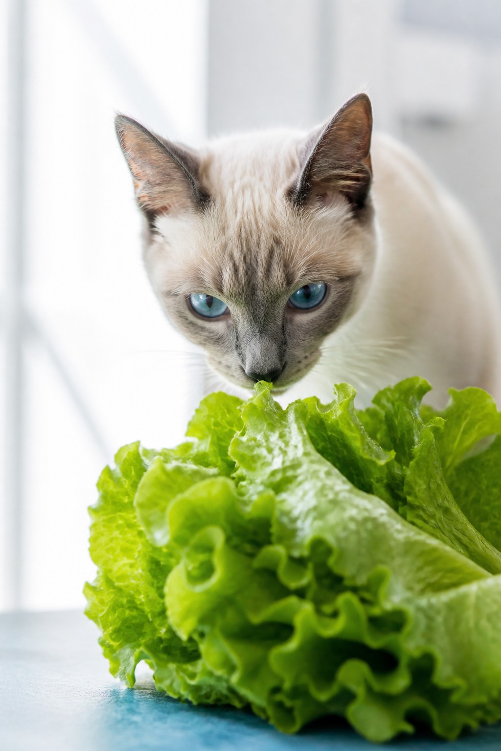 Your Cat Wants Your Salad. Here's What Lettuce Actually Does.