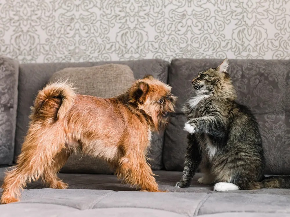 Your Cat's Stress Isn't Emotional. It's Sensory.