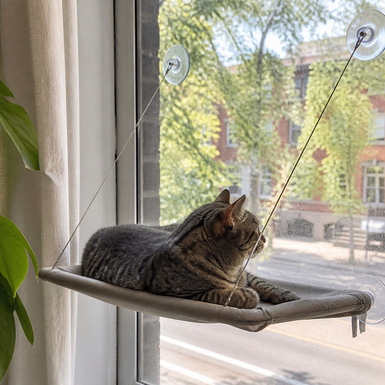 The 5 Cat Window Perches That Actually Hold, and the Spec That Decides It