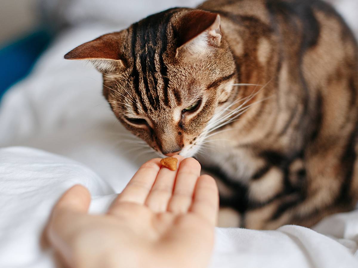 The Cat Vitamin Aisle Is Selling to You, Not Your Cat
