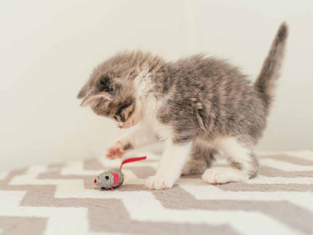 Your Cat Isn't Attacking You. You Became the Best Toy in the House.