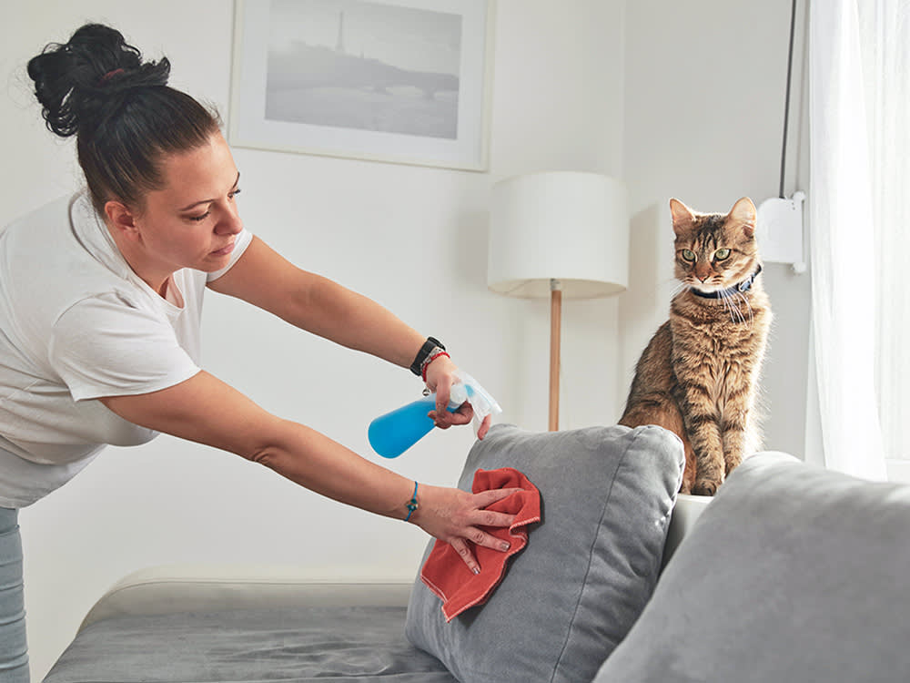 Top Cat Urine Odor Removers for Carpet, Couch, and Floors