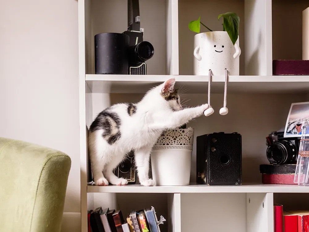 One Cat Tree Isn't Enough. The Rule Is One Per Room.