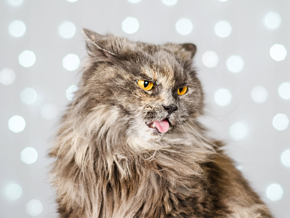 Vets Are Done Calling Frequent Vomiting 'Normal' for Cats