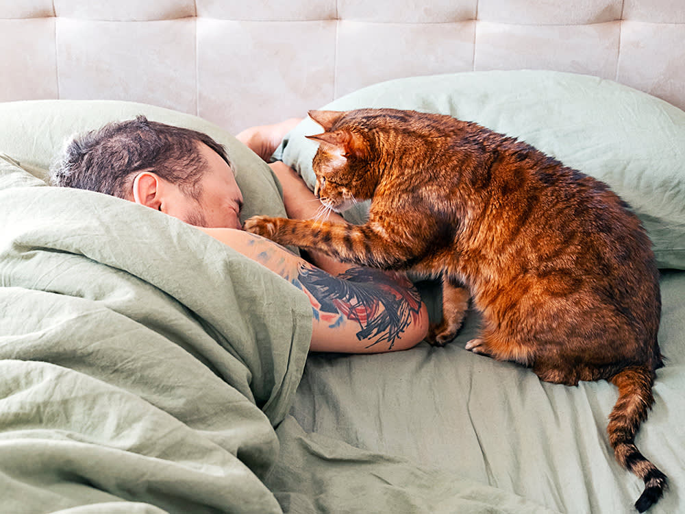 Your Cat Isn't Broken. But 3 of These 7 Habits Deserve a Vet Call.