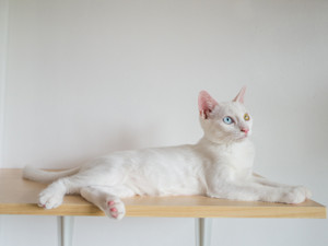 The 5 Cat Window Perches That Actually Hold, and the Spec That Decides It