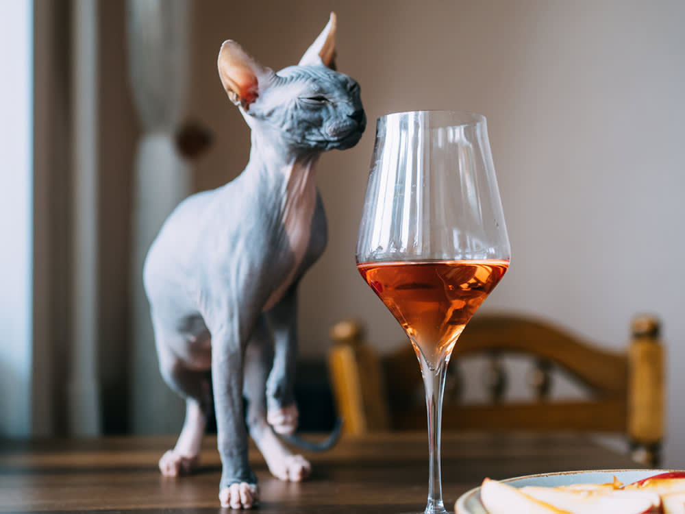 Cat Wine Is Real, and It's Basically a Catnip Cocktail in a Wine Glass