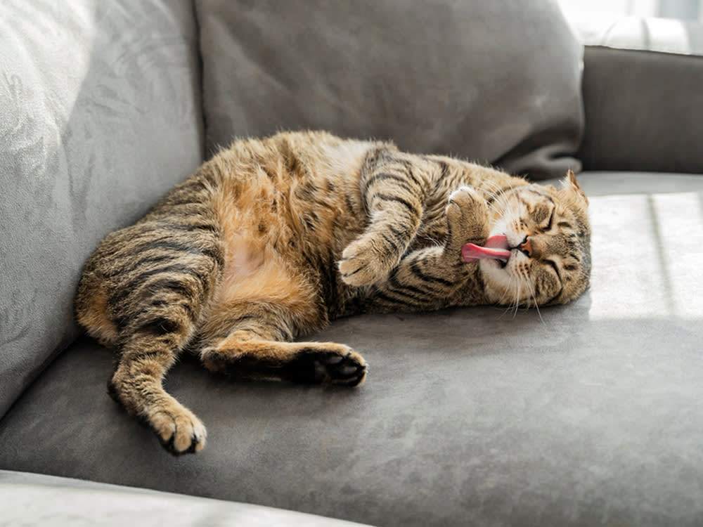 Feline Mange Is Five Different Problems. Only Some Spread to You