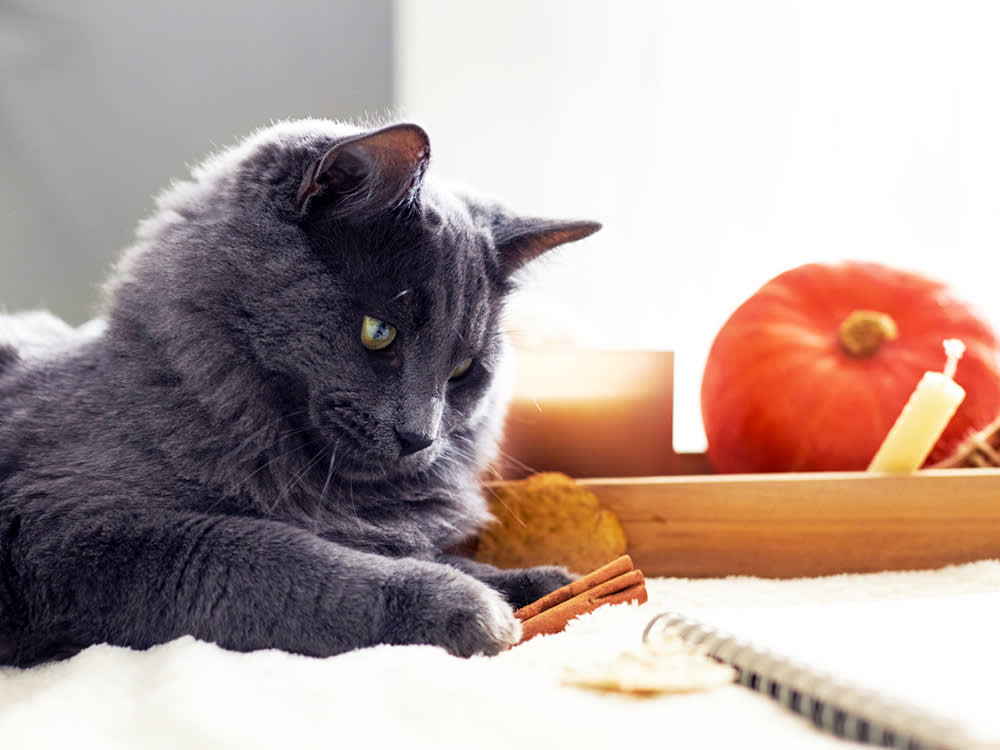 Cinnamon Won't Hurt Your Cat. Cinnamon Oil Can.