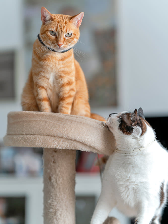 Your Cats Don't Hate Each Other. They Just Don't Smell Like a Family Yet.