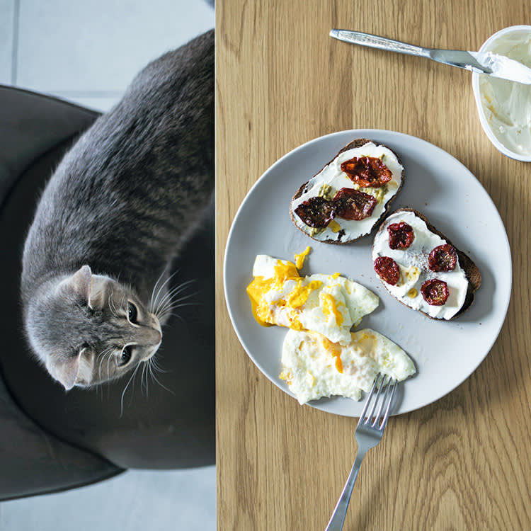 Cats Can Eat Eggs. Just Never Raw.