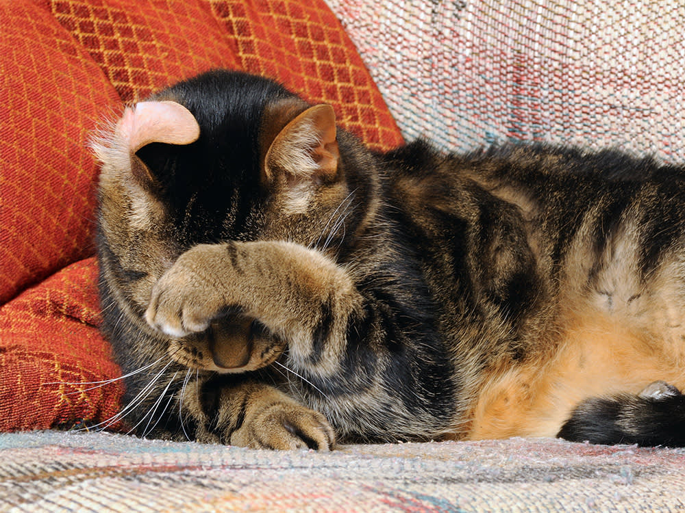 Your Cat Isn't Embarrassed. Misreading That Scramble Is How People Make Cats Anxious.