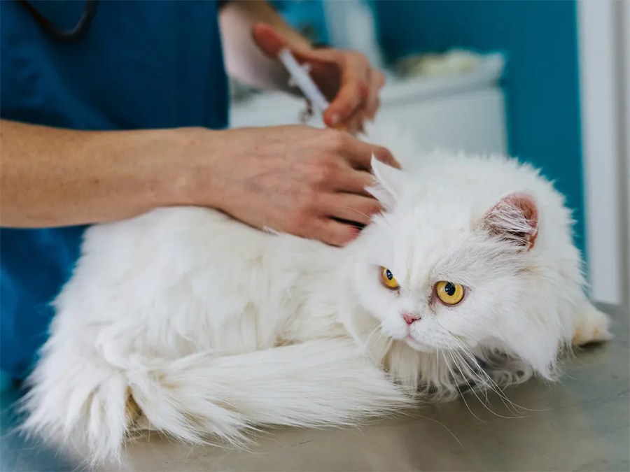 Cats Are America's Most Rabid Pet. The Indoor Ones Aren't Exempt.