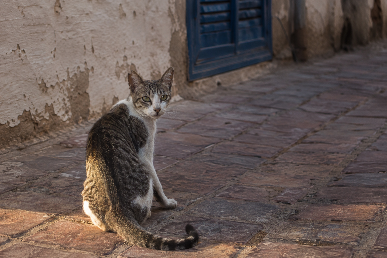 Cats of the World Makes a Radical Argument: Wealth Doesn't Equal Kindness