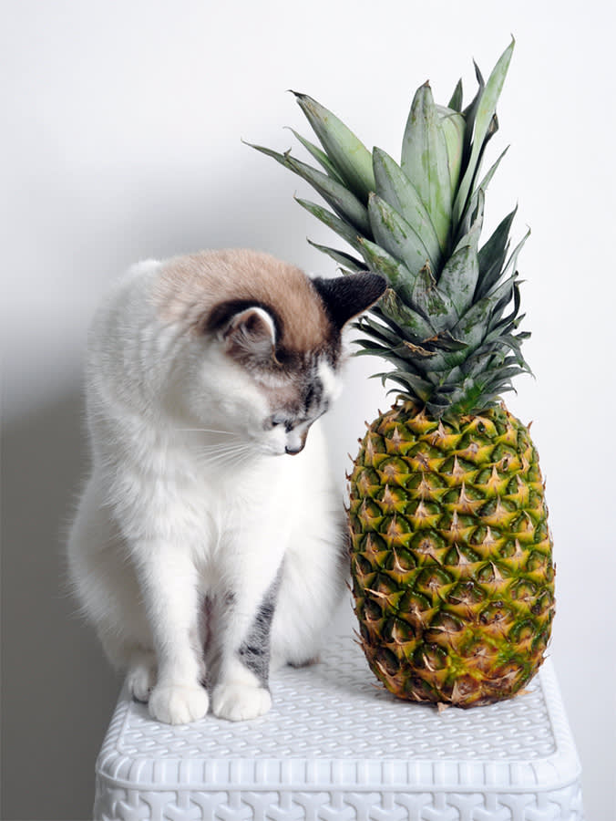 Cats Can Eat Pineapple. They Literally Can't Taste the Point.