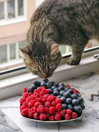 Raspberries Are Safe for Your Cat. Your Cat Just Doesn't Care.