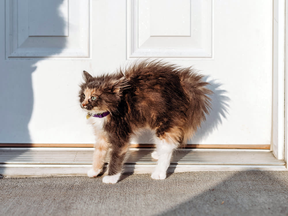 The Cucumber Was Never the Point: 8 Everyday Things That Terrify Cats