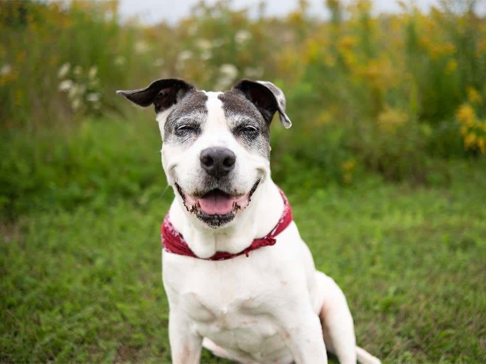 Of All the Pet CBD Claims, Arthritis Is the One With Real Science