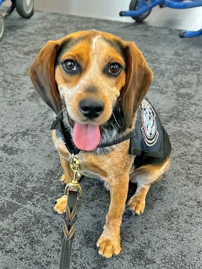 He Kicked a Working Beagle Off the Ground. The Beagle Went Back to Work.