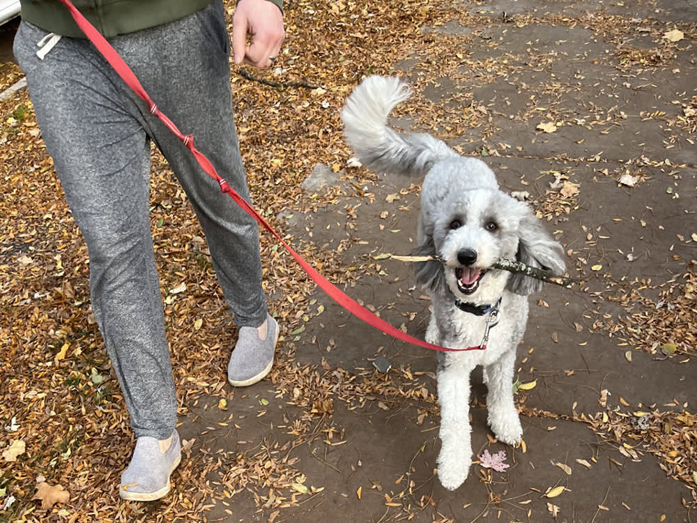 Tied Up for a Few Minutes, Gone in Seconds: A Chicago Dog's Close Call