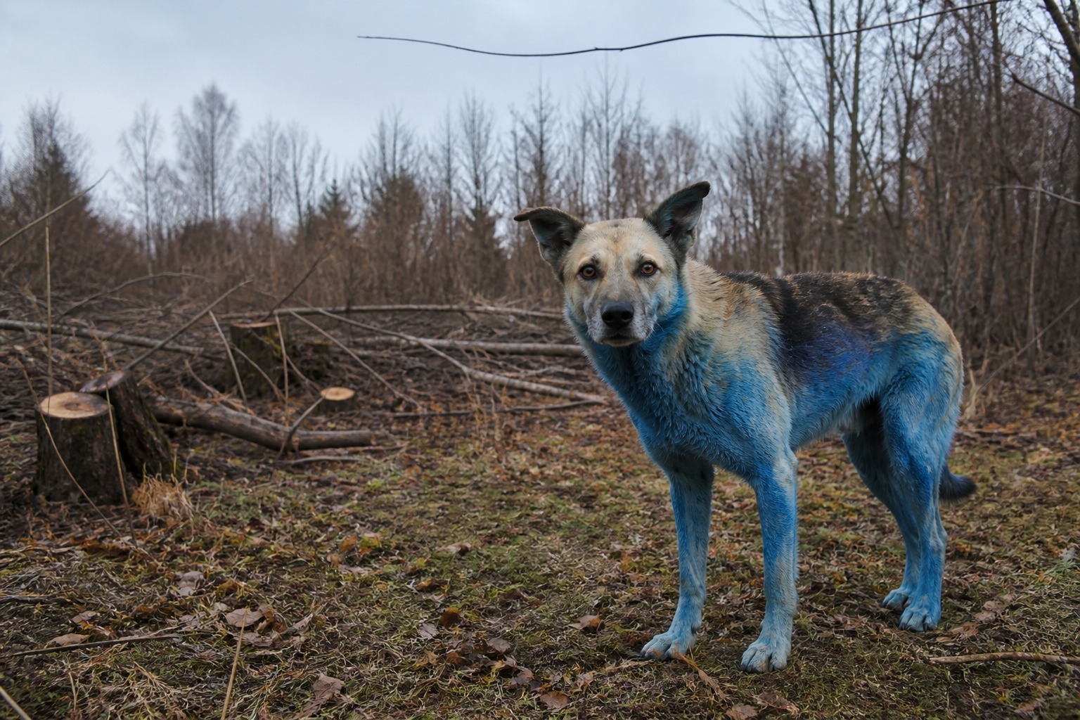 The Blue Dogs of Chernobyl Aren't Radioactive. The Truth Is Grosser.