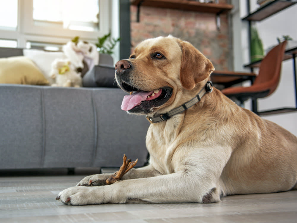 Chicken Feet Are Safe for Your Dog — Until You Watch How They Chew