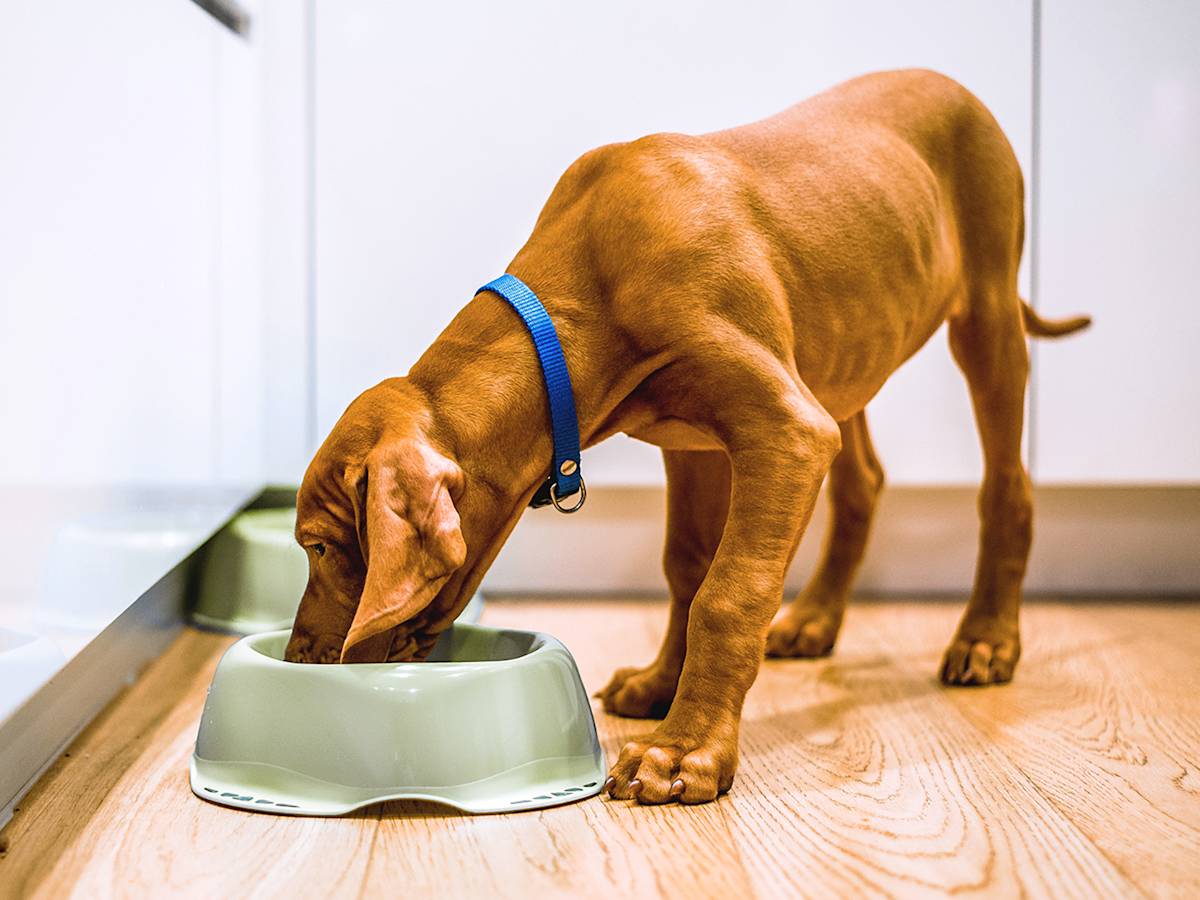 Stop Reading the Front of the Bag: A Smarter Way to Choose Dog Food