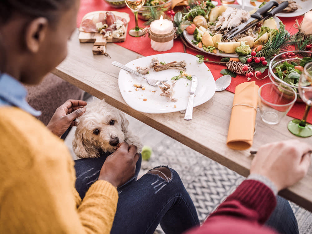 The Christmas Food That Sends Dogs to the ER Isn't Chocolate. It's the Gravy.