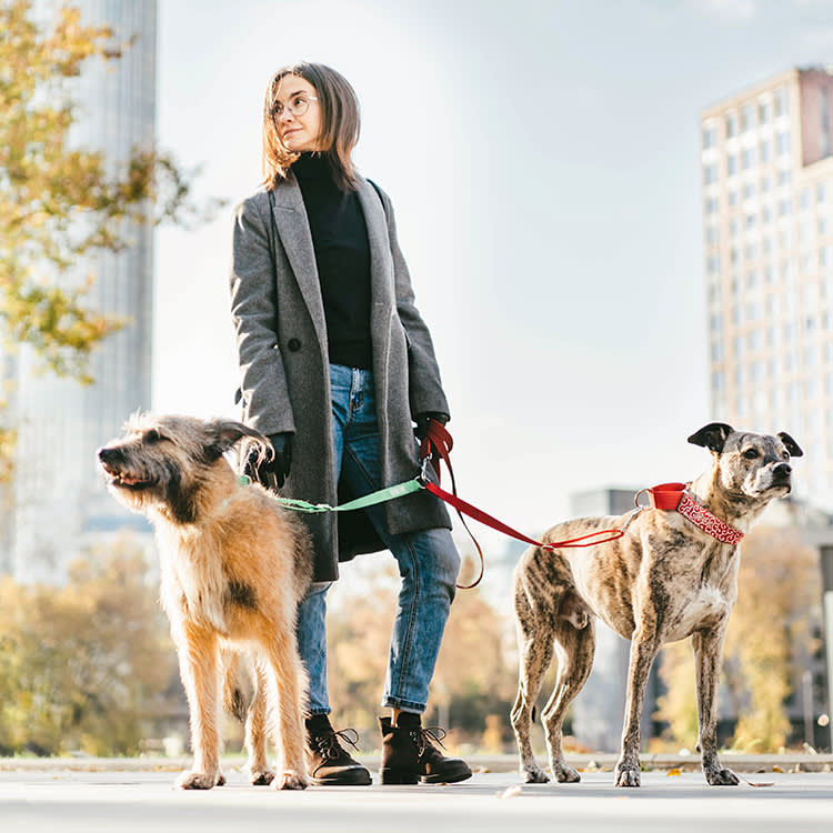 Your City Dog Isn't 'Reactive.' The Sidewalk Is Screaming at Them.