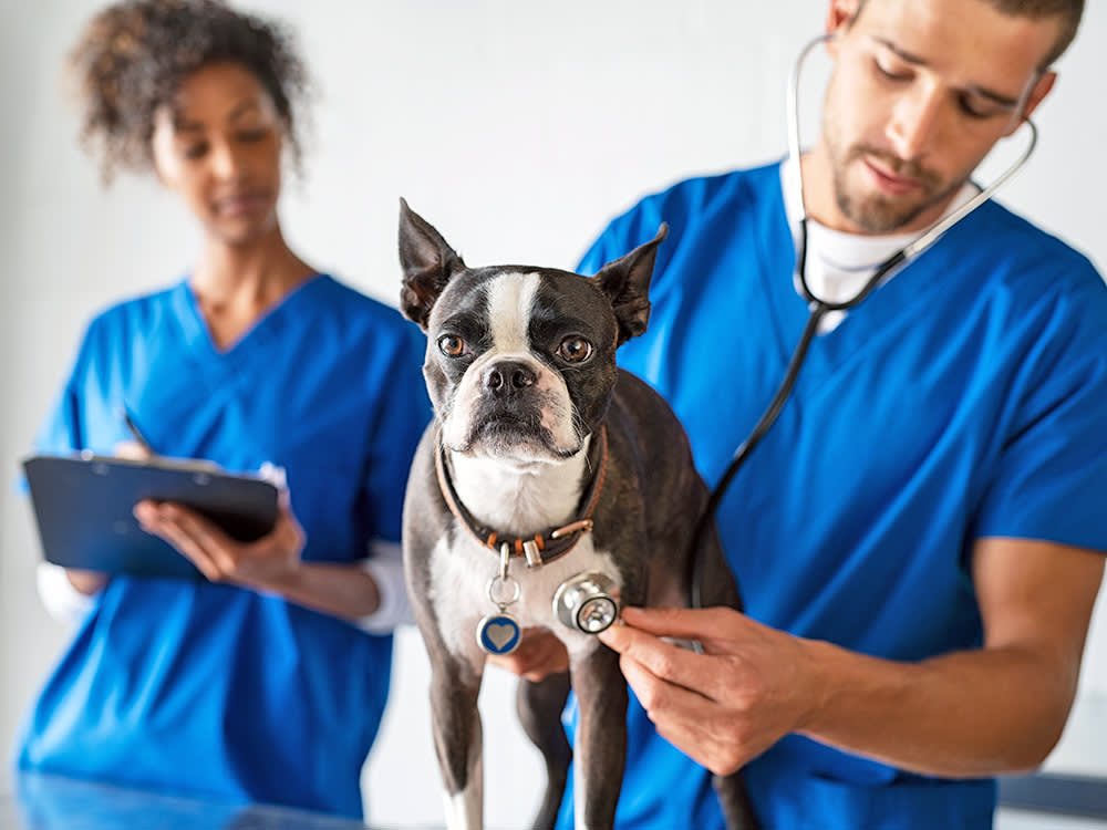 Colorado Just Created a Brand-New Kind of Animal Doctor. Here's What It Means for Your Pet.