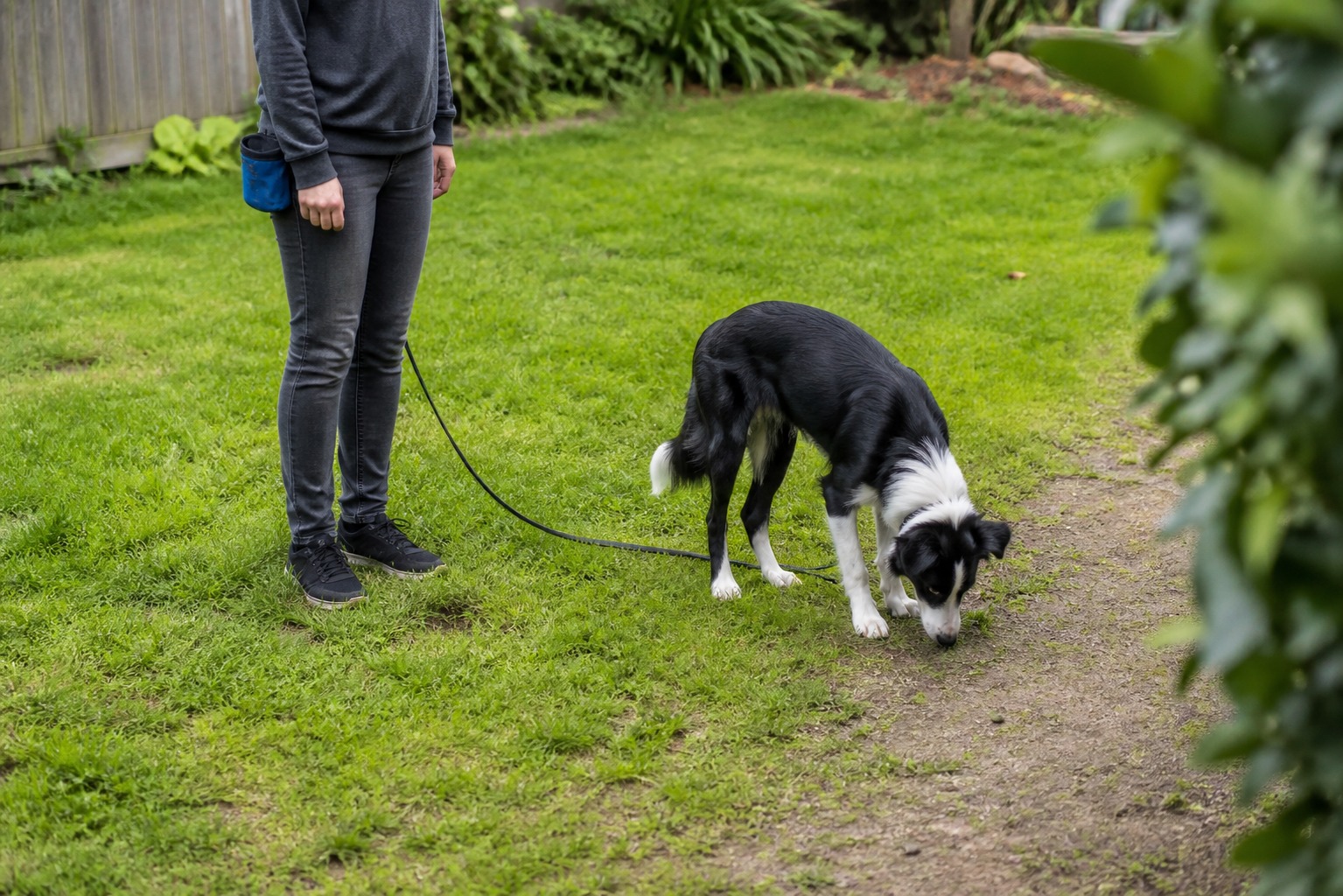 7 Dog-Training Mistakes, and the 3 Root Causes Behind Almost All of Them