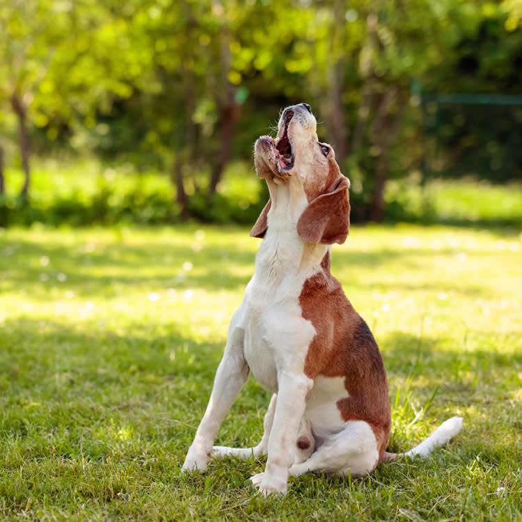 The Bark Translator Isn't Sci-Fi Anymore. It Started With Human Speech