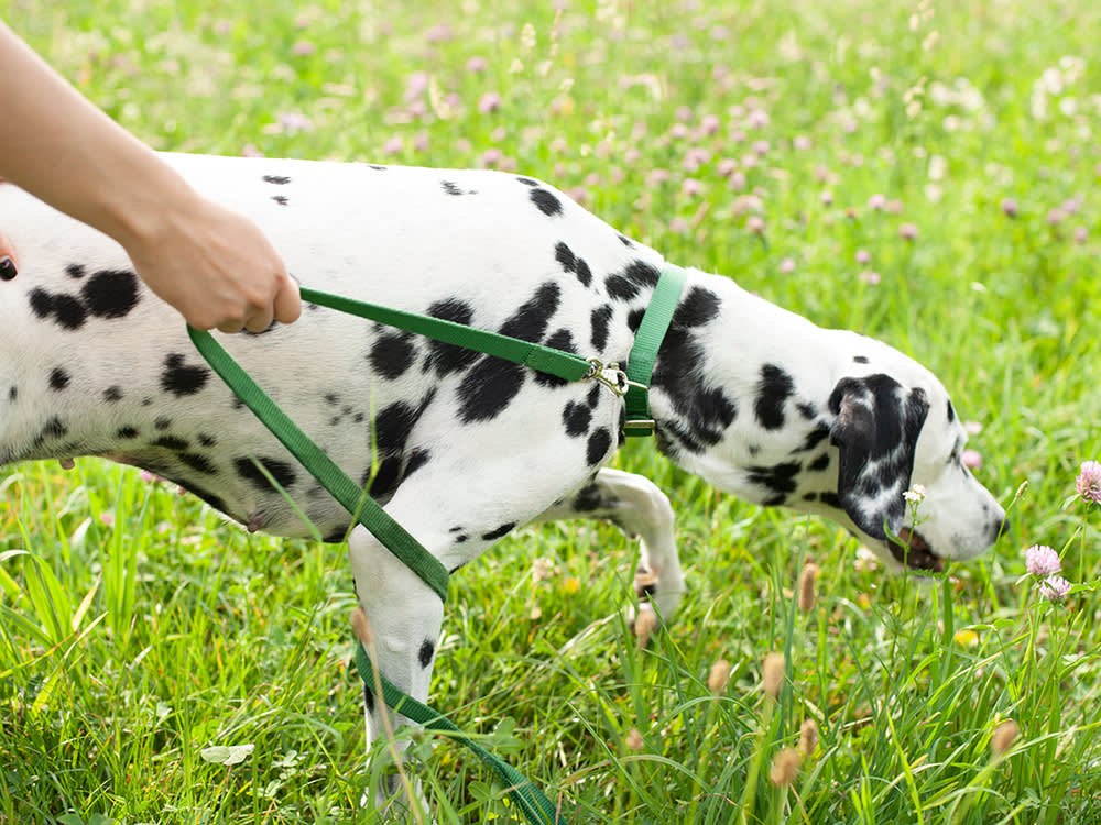 Bugs Are Officially Dog Food Now. Are Cricket Treats Worth It?