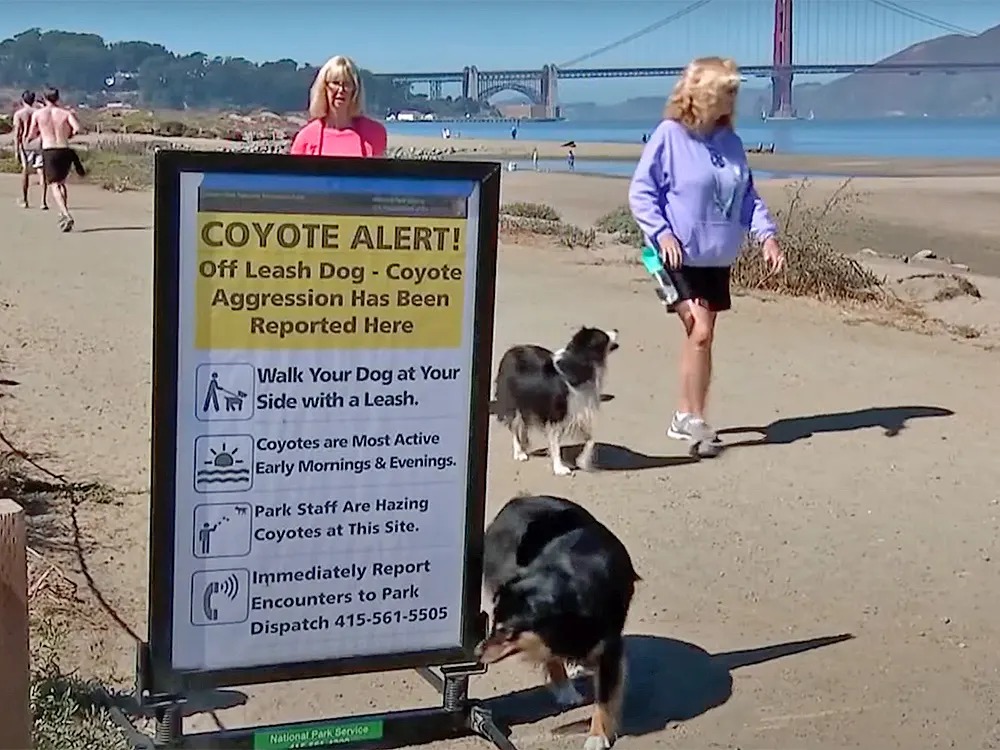 A Coyote Killed Three Dogs at Crissy Field. It Wasn't Bad Luck.