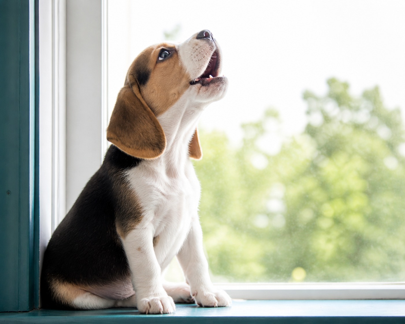 You Can't 'Cry It Out' a Dog. The Baby Advice Falls Apart Here.