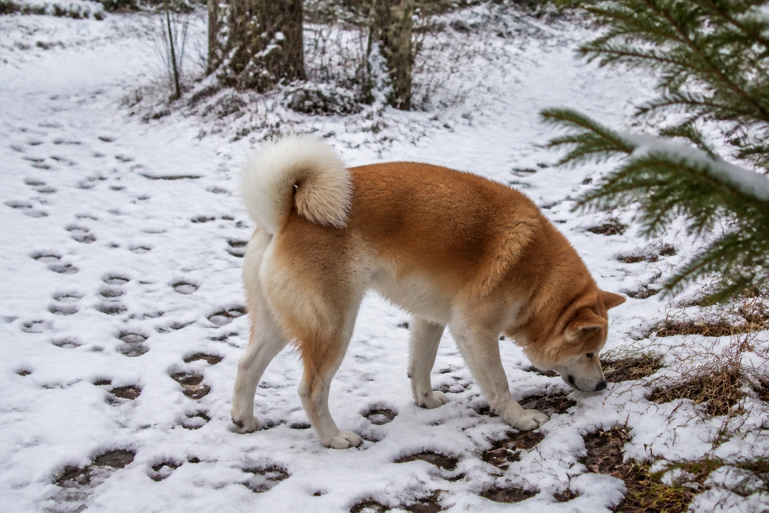 That Corkscrew Tail Is Cold-Weather Engineering, Not a Cute Accident