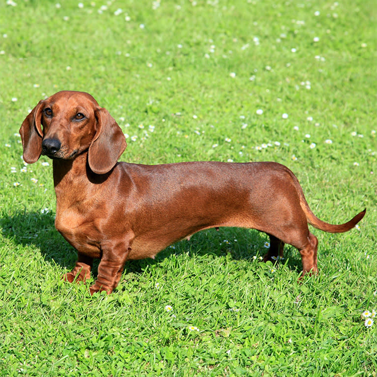 The Dachshund's Silly Shape Is a Badger-Hunting Blueprint. It's Also a Spinal Time Bomb.